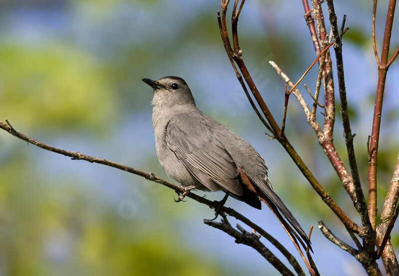 Grey Catbird - Pictures, page 1