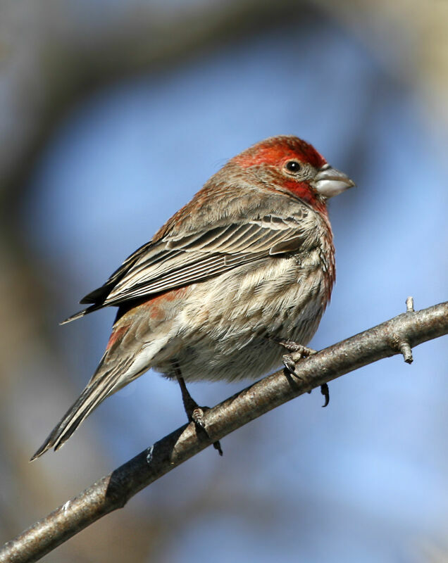 House Finch - Pictures, Page 1