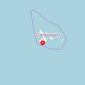 Cabo Rose