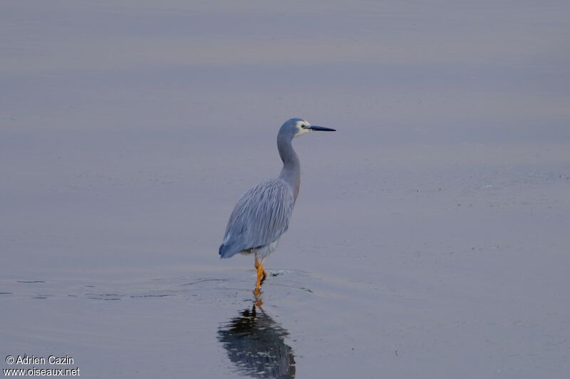 White-faced Heronadult