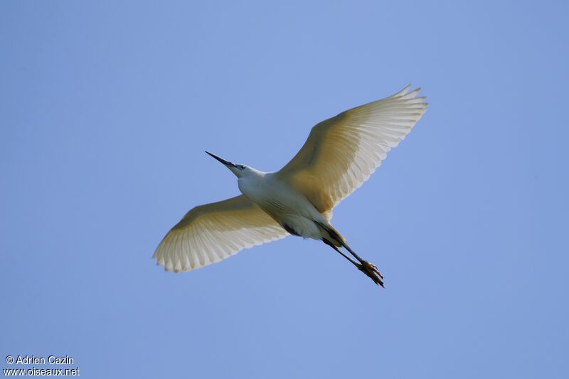 Little Egretadult, Flight