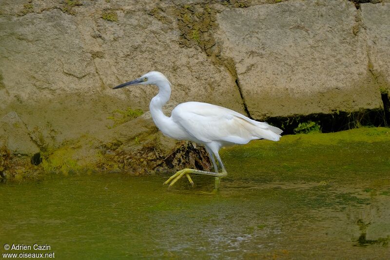 Aigrette garzettesubadulte, identification, marche