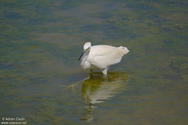 Aigrette garzettesubadulte, marche