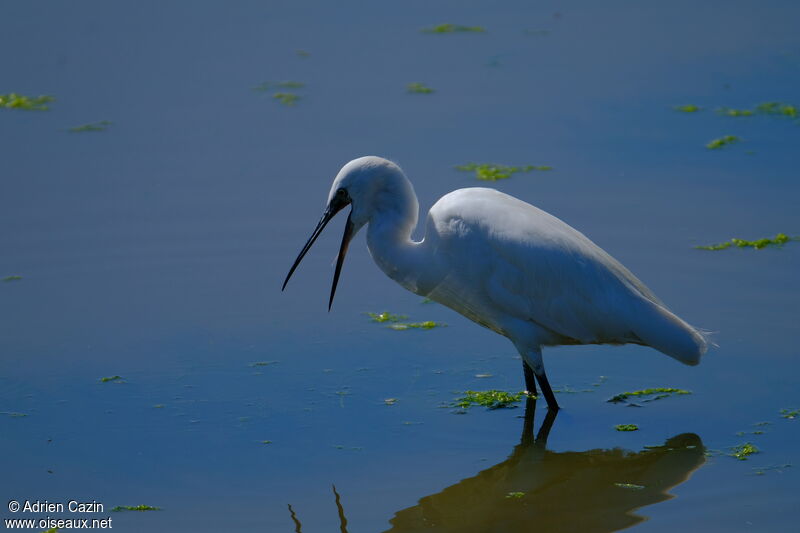 Little Egretadult, eats