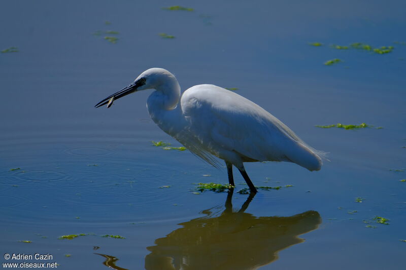 Little Egretadult, fishing/hunting