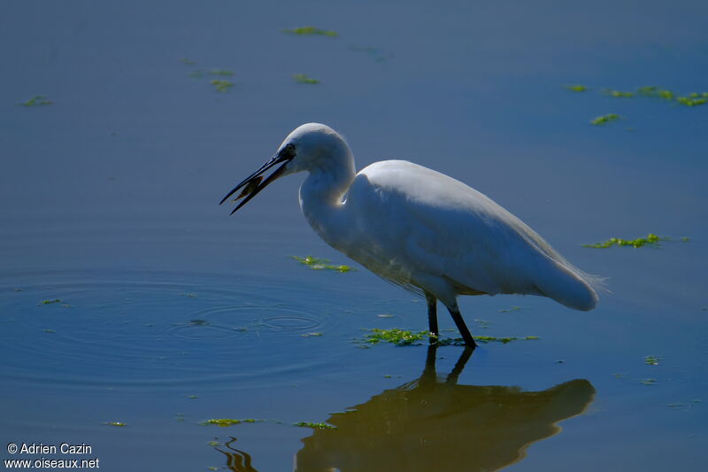 Little Egretadult, eats