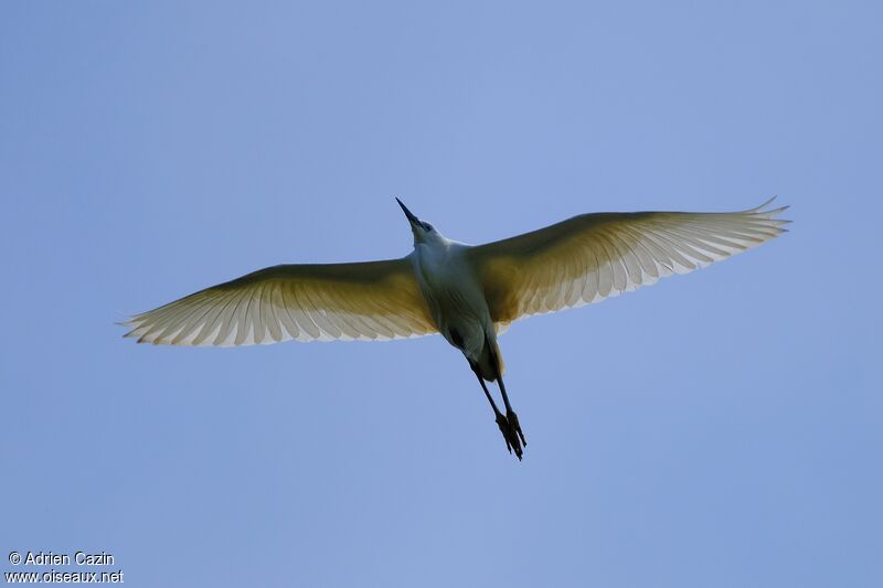 Little Egretadult, Flight