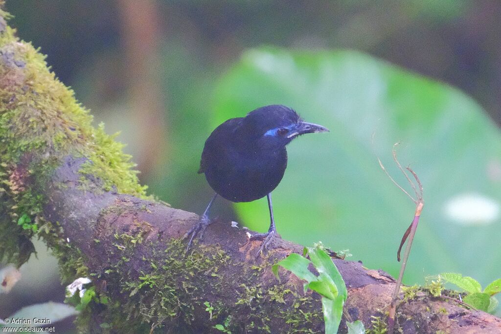 Zeledon's Antbird male adult