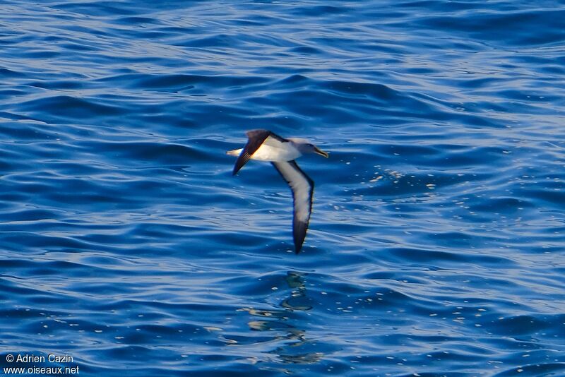 Albatros de Bulleradulte, Vol