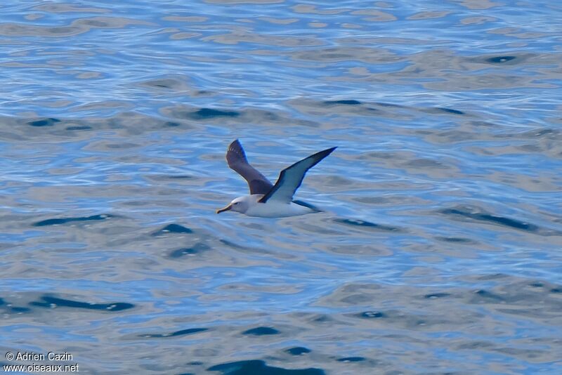 Albatros de Bulleradulte, Vol