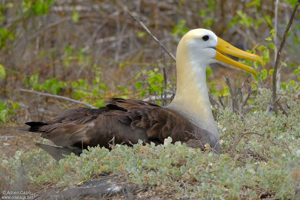 Waved Albatrossadult, Reproduction-nesting