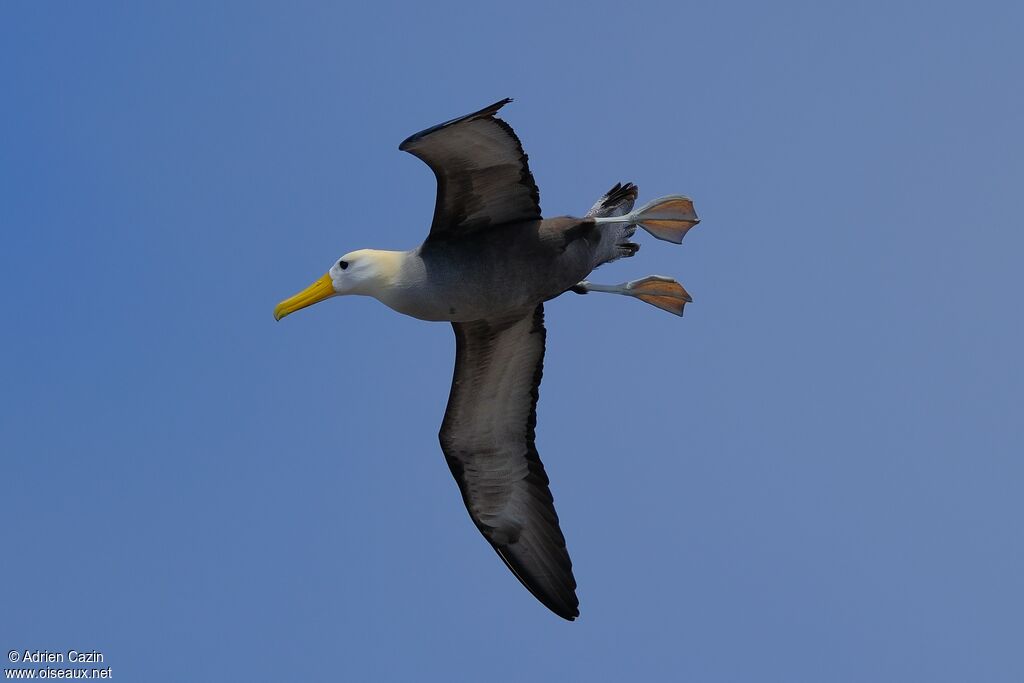 Waved Albatrossadult, Flight