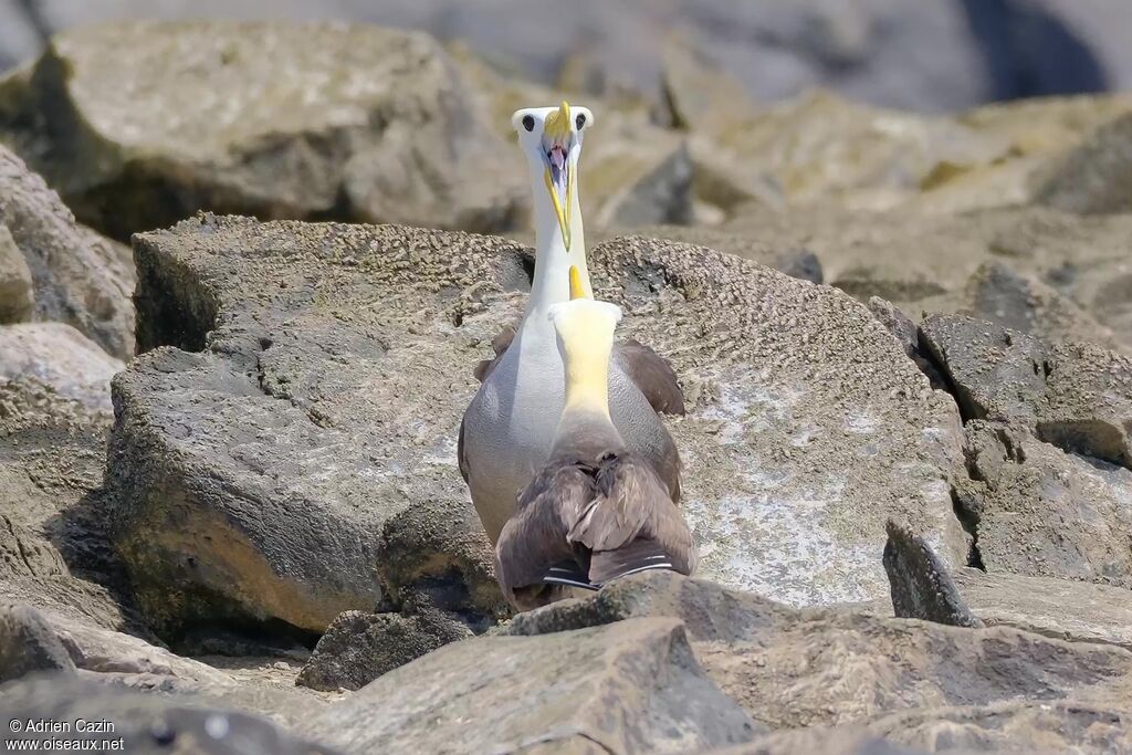 Waved Albatrossadult, courting display
