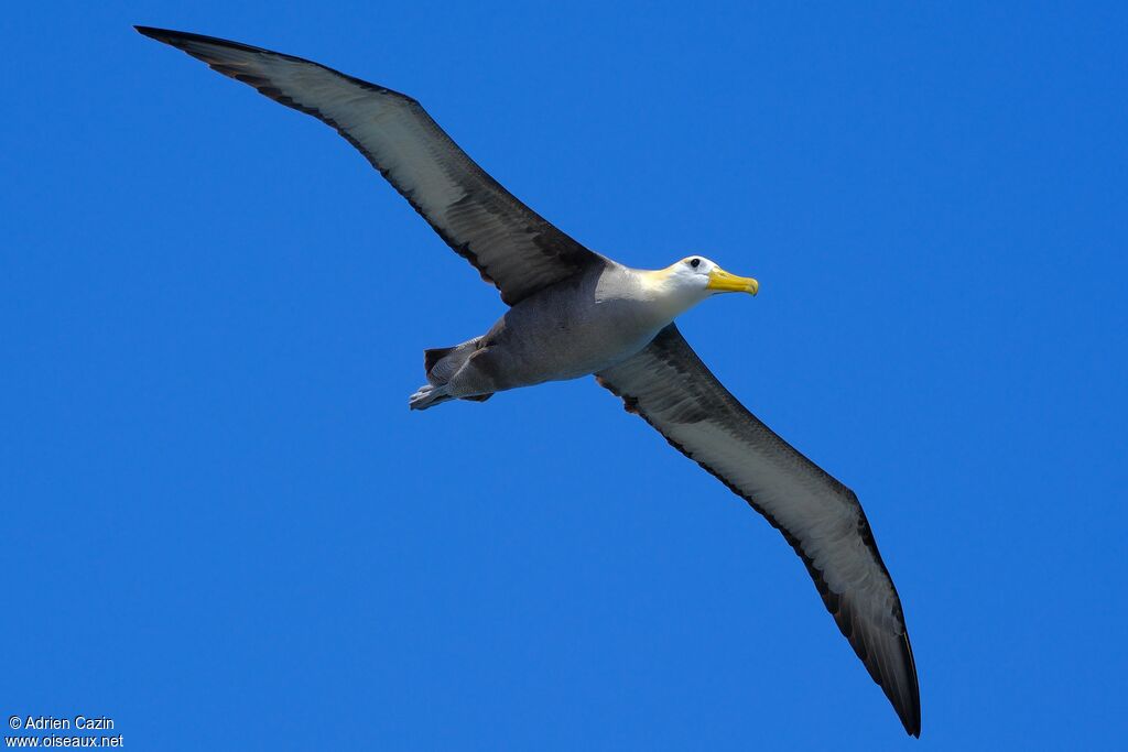 Albatros des Galapagosadulte, Vol