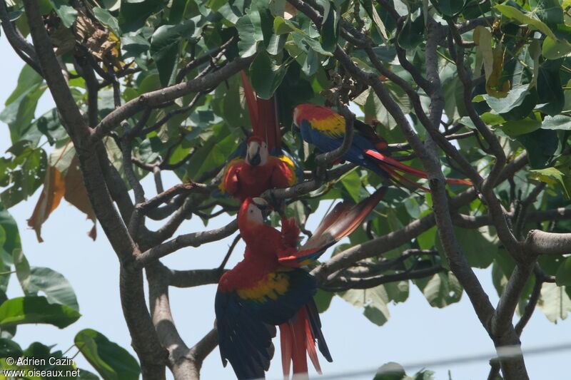 Scarlet Macaw