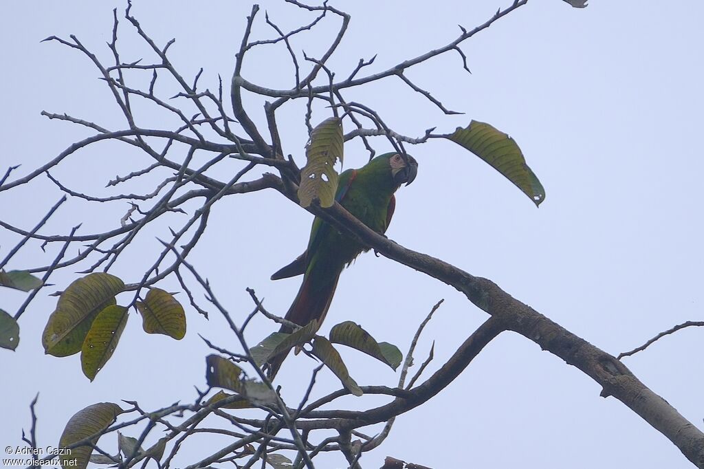Chestnut-fronted Macawadult