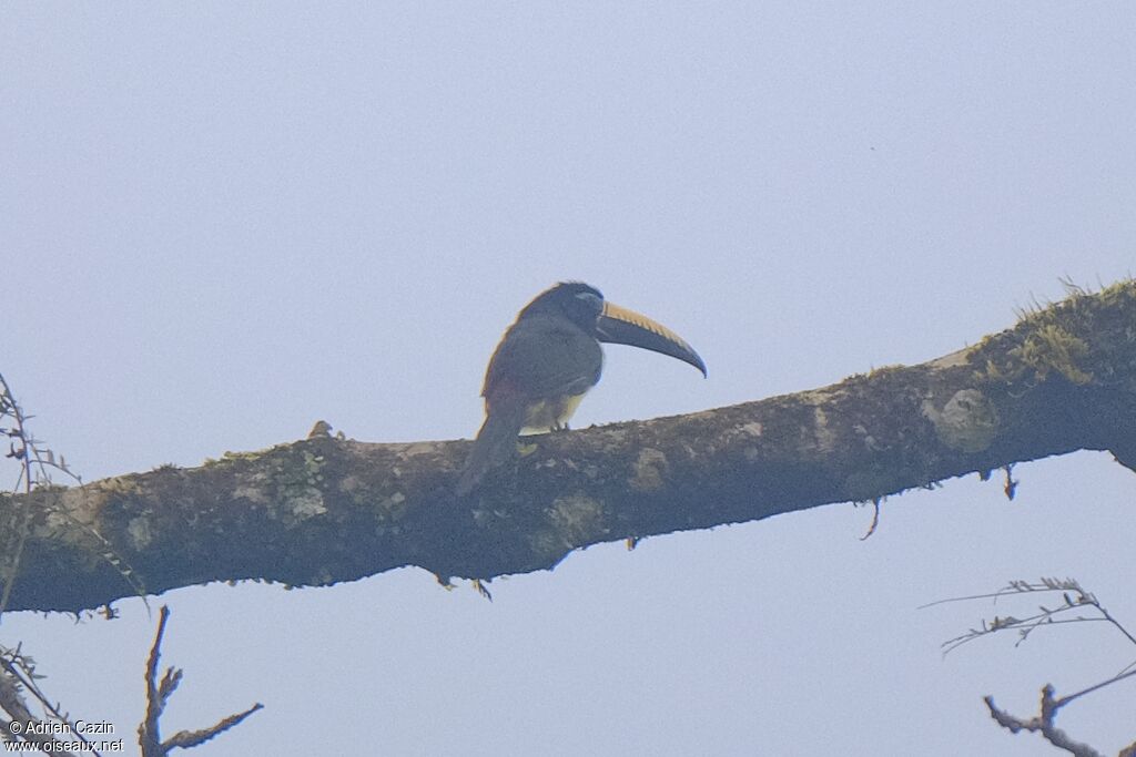 Araçari de Humboldt