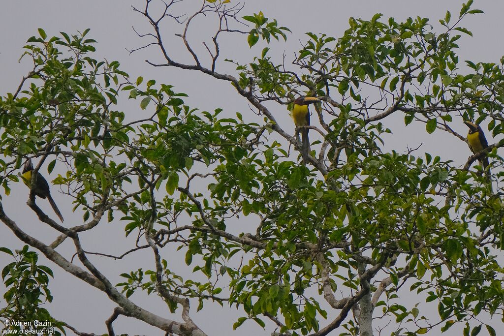 Araçari marqué