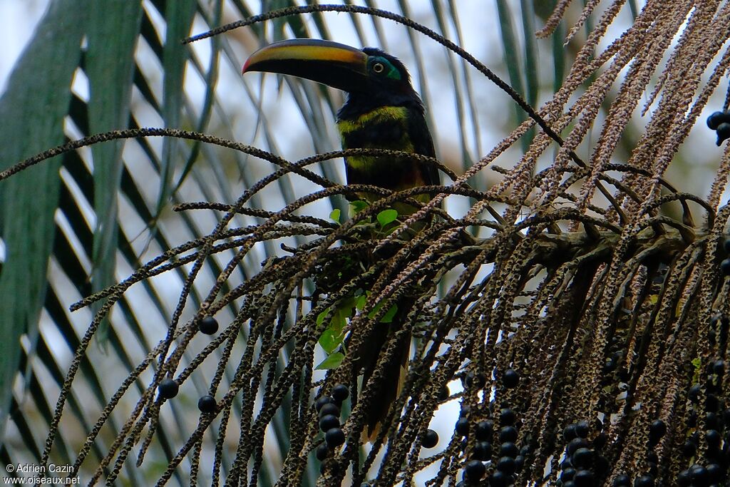 Many-banded Aracari