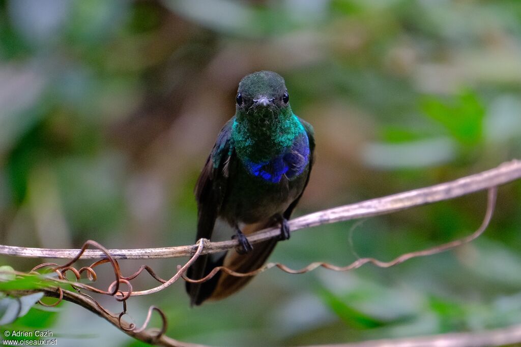 Purple-chested Hummingbird male adult