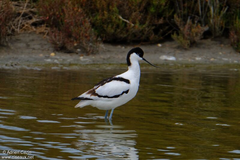 Avocette éléganteadulte