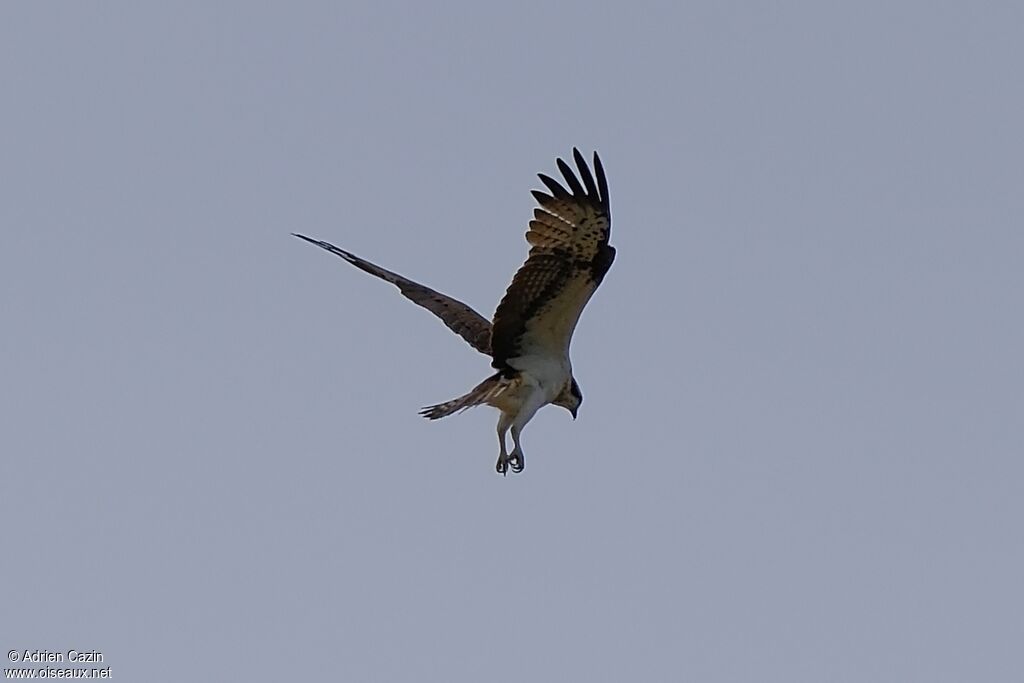 Balbuzard pêcheur
