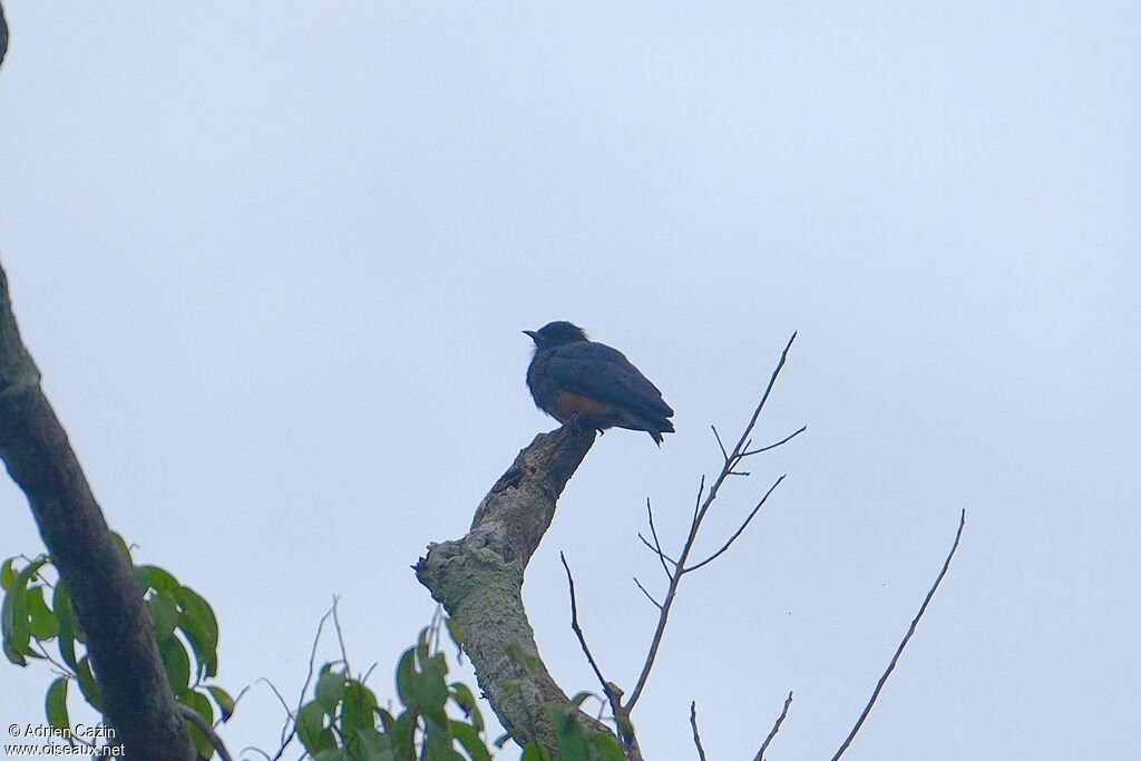 Swallow-winged Puffbirdadult