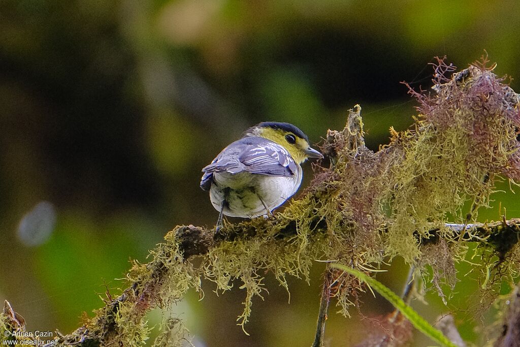 Barred Becard male adult