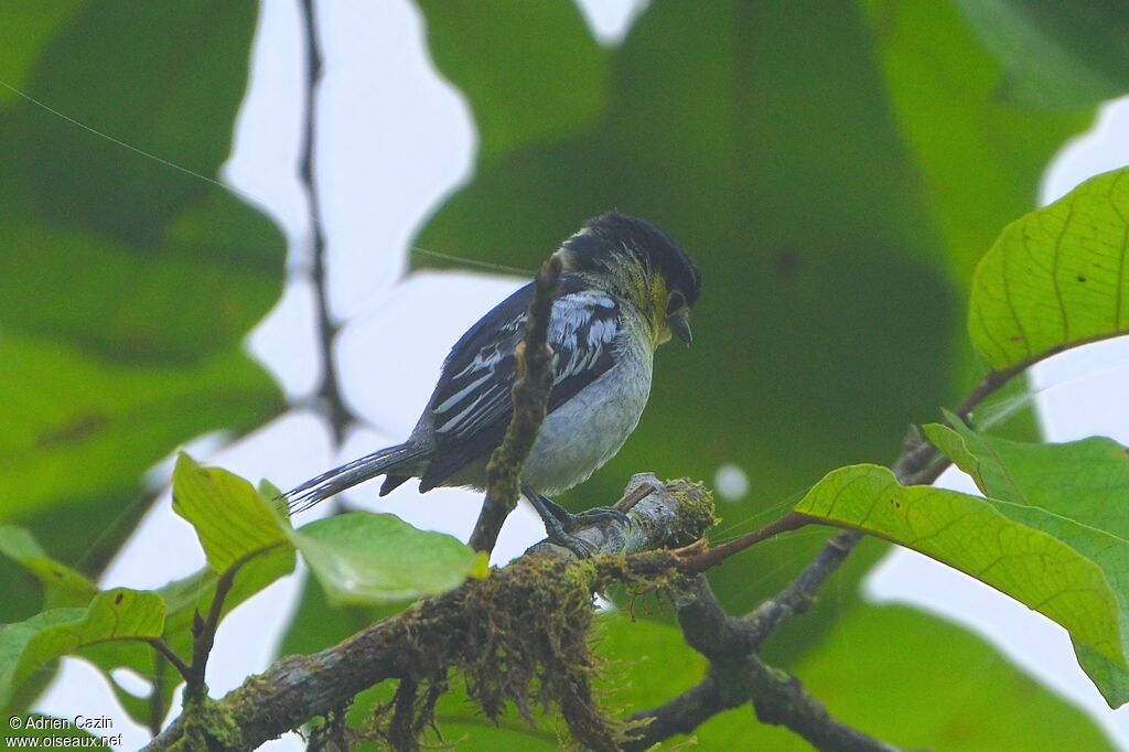 Barred Becard male adult