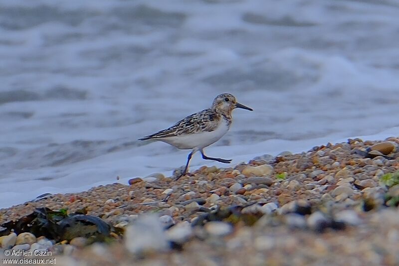 Bécasseau sanderling