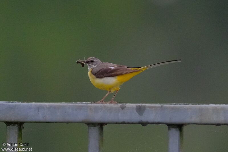 Grey Wagtail female adult, feeding habits, Reproduction-nesting