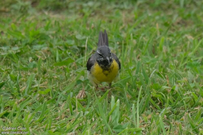 Grey Wagtail male