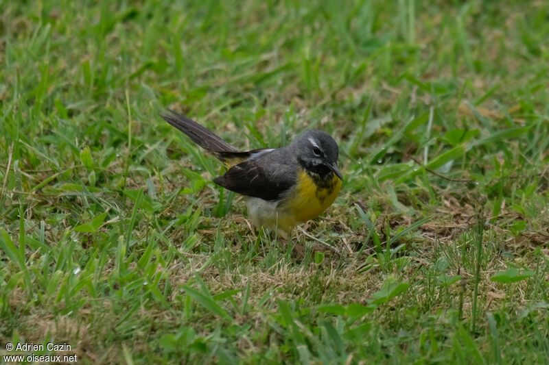 Bergeronnette des ruisseaux mâle, identification