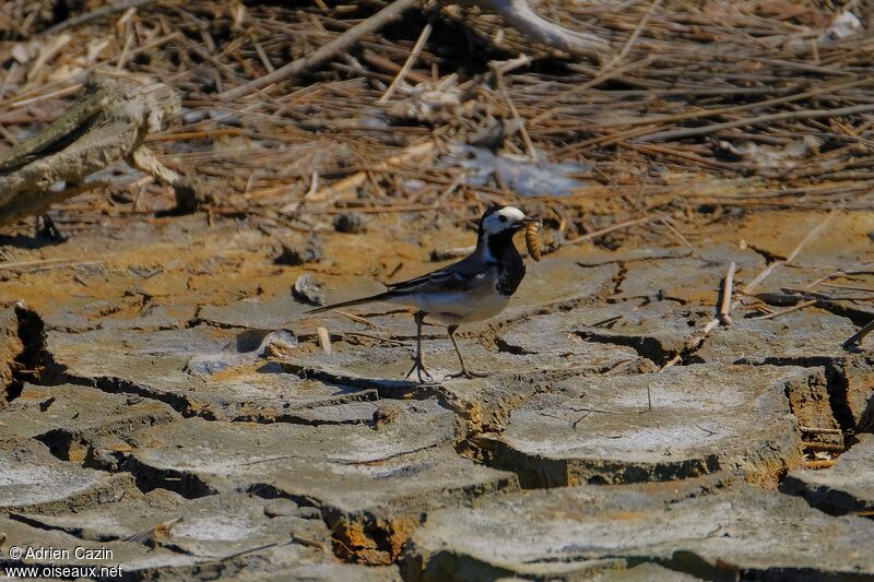 White Wagtailadult, feeding habits