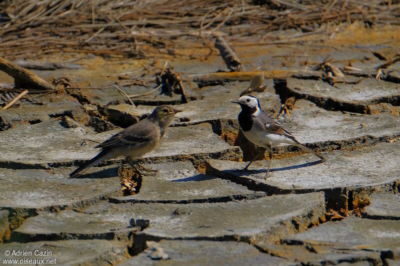 White Wagtail, Reproduction-nesting