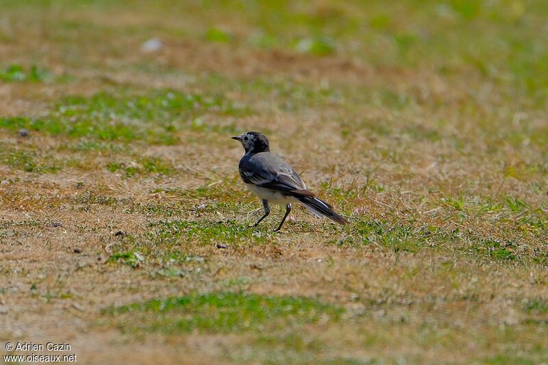 White Wagtail