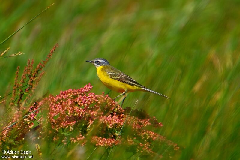 Western Yellow Wagtailadult, identification