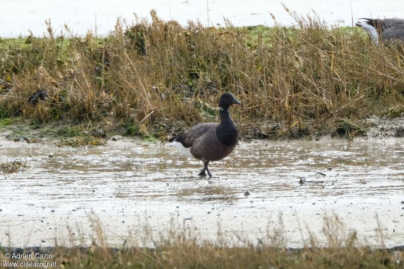 Brant Goose