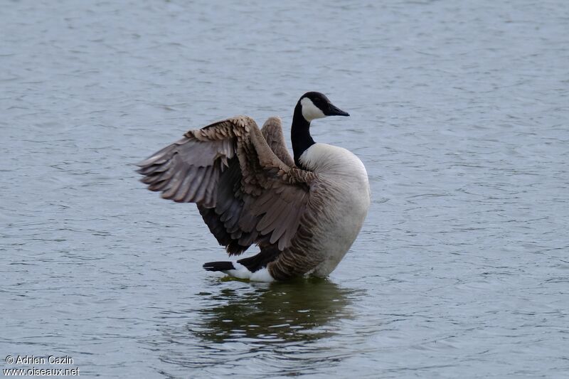 Canada Gooseadult, identification, Behaviour