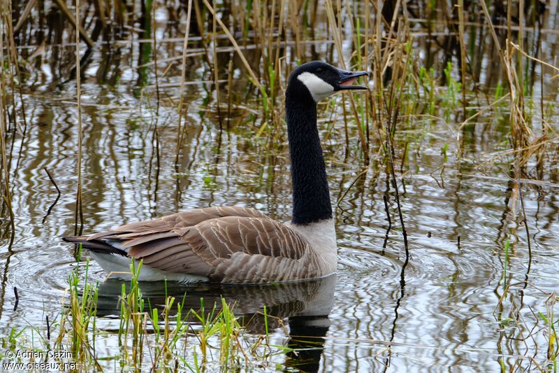 Canada Gooseadult, identification, song