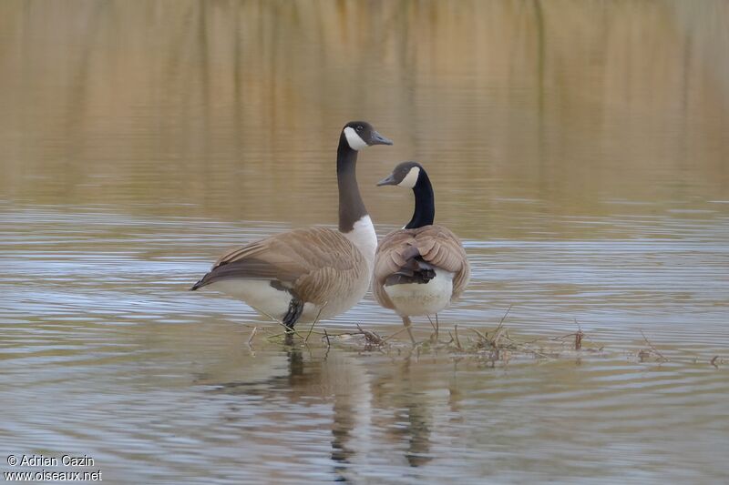 Canada Gooseadult