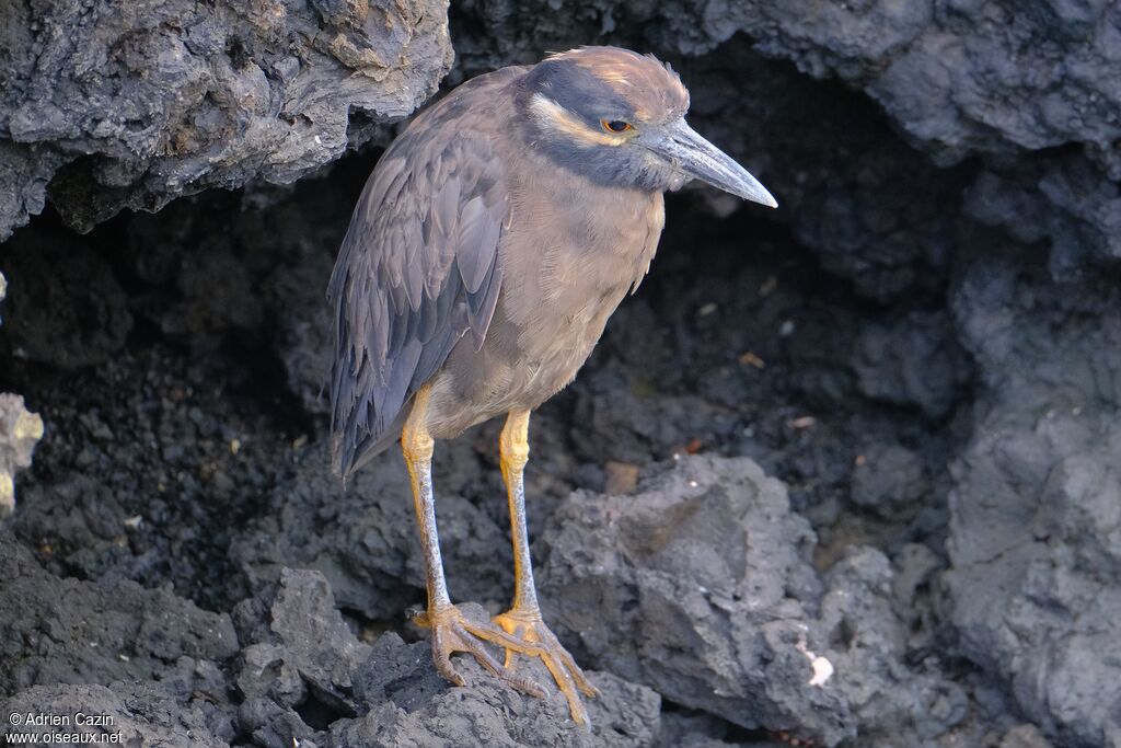 Yellow-crowned Night Heron