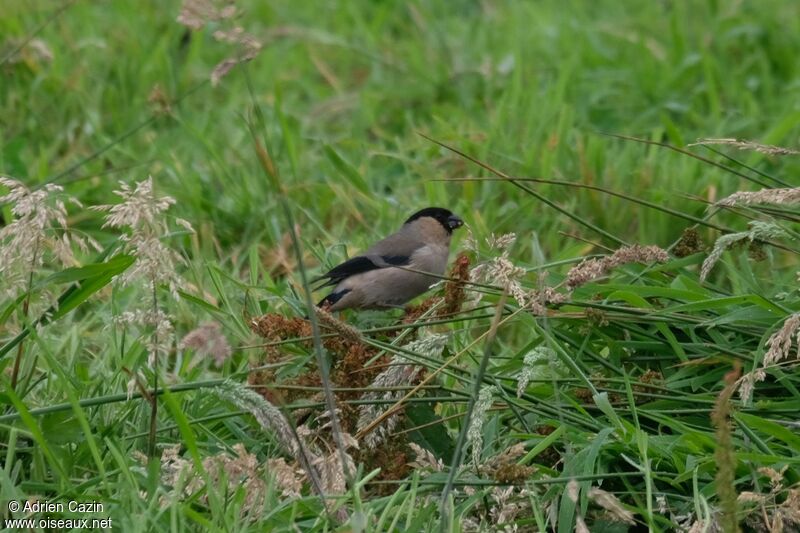 Azores Bullfinchadult, eats