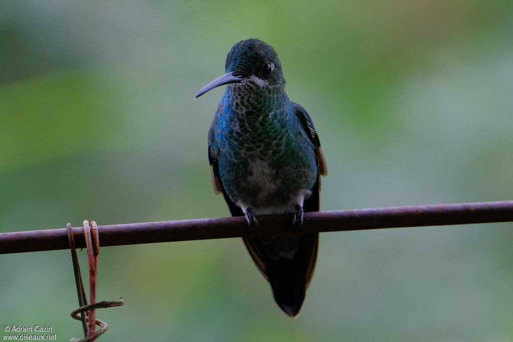 Green-crowned Brilliant female adult