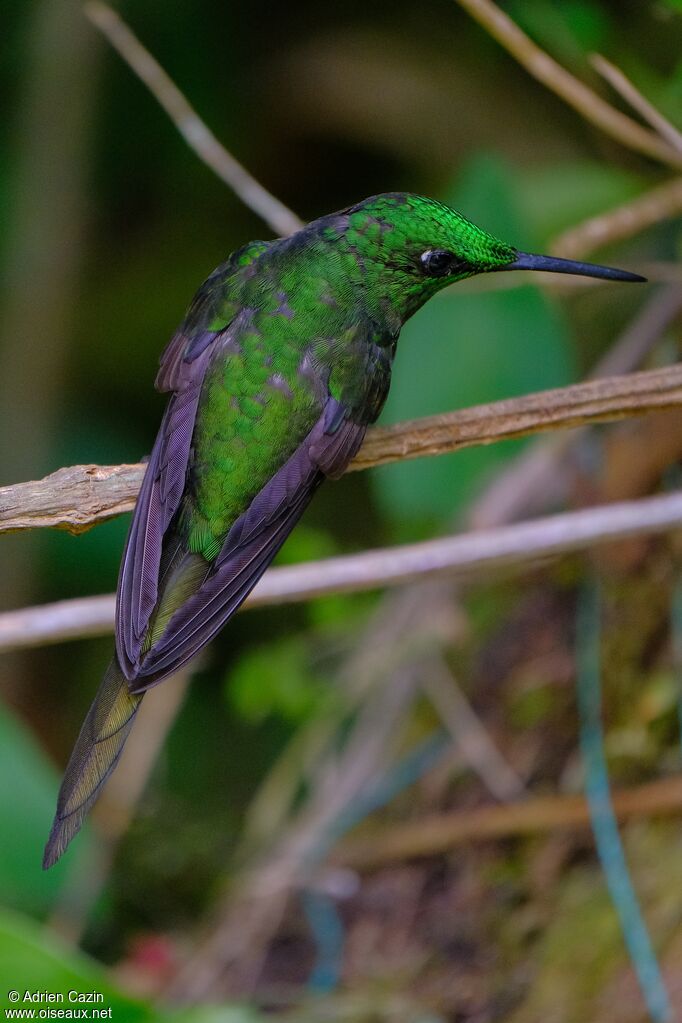 Empress Brilliant male