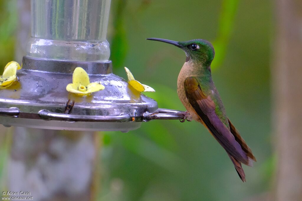 Fawn-breasted Brilliant male adult