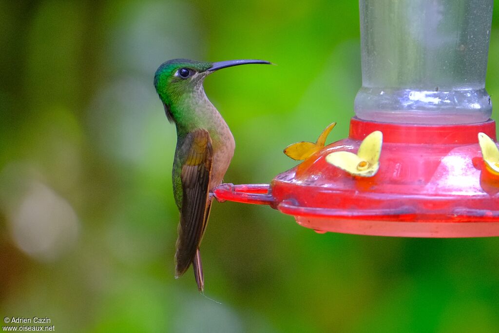 Fawn-breasted Brilliant female adult