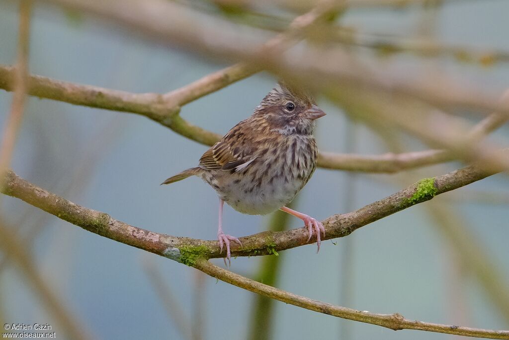 Rufous-collared Sparrowjuvenile, identification