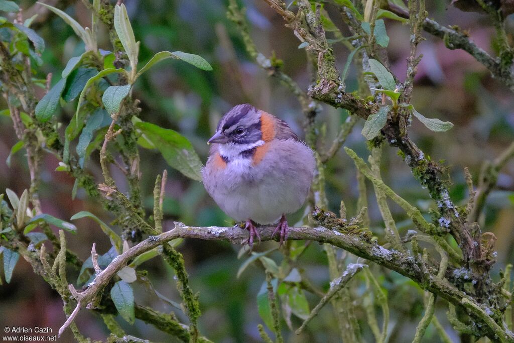 Rufous-collared Sparrowadult