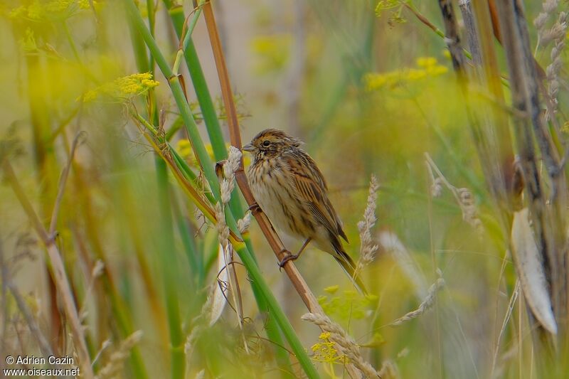 Common Reed Bunting female adult, identification